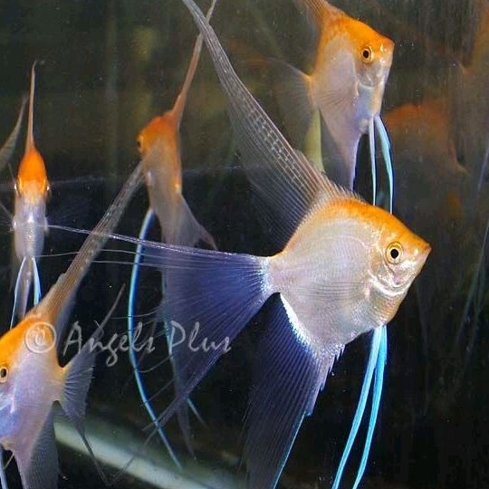 Paket Indukan Manfish Red Eye Slayer Male - ETALASE