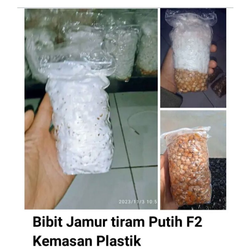 Bibit Jamur Tiram Putih F3