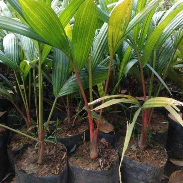 Bibit Tanaman Hias Palem Merah / Pinang Merah - Siap Tanam
