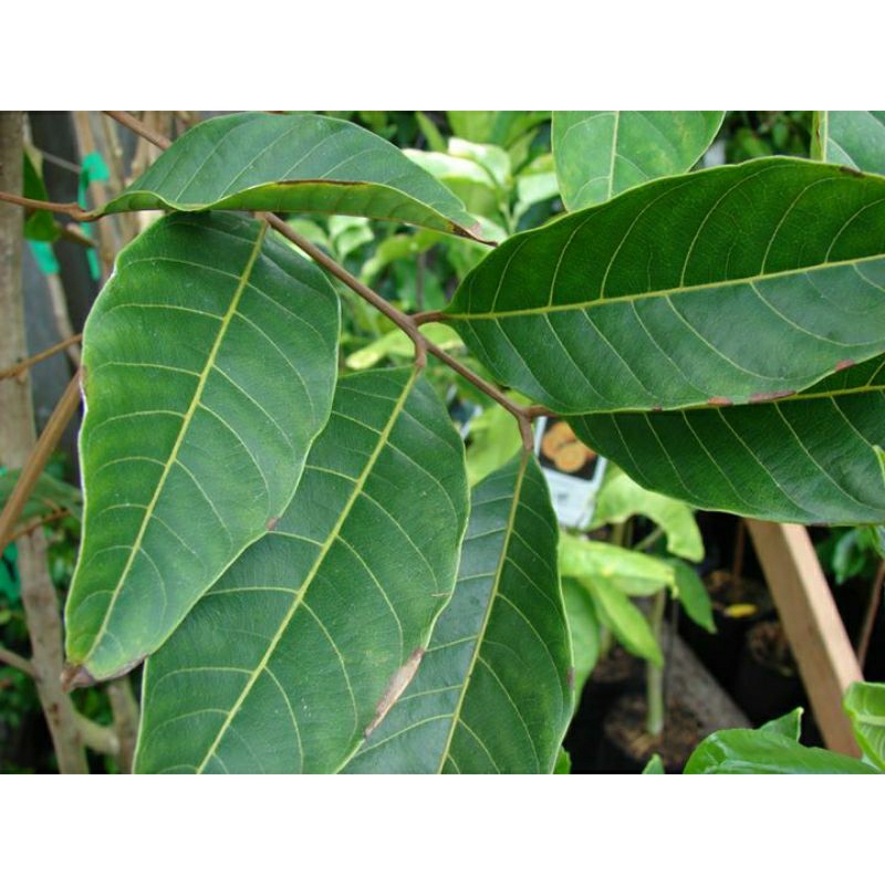 

Daun Rambutan Segar Alami