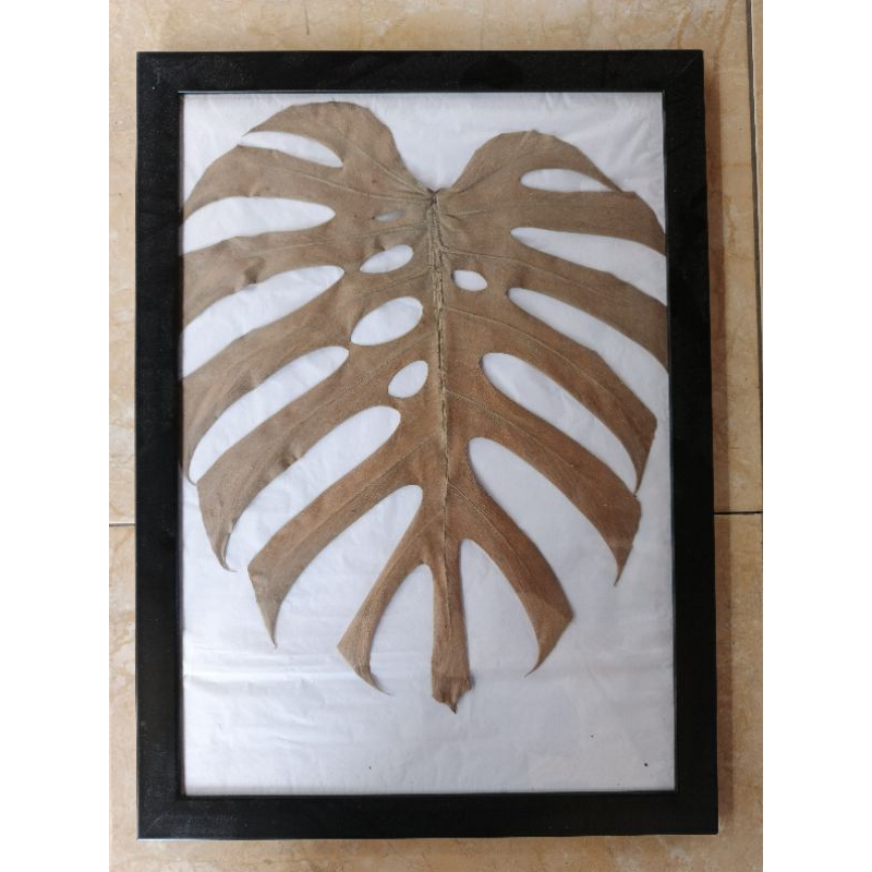 hiasan dinding daun asli - monstera