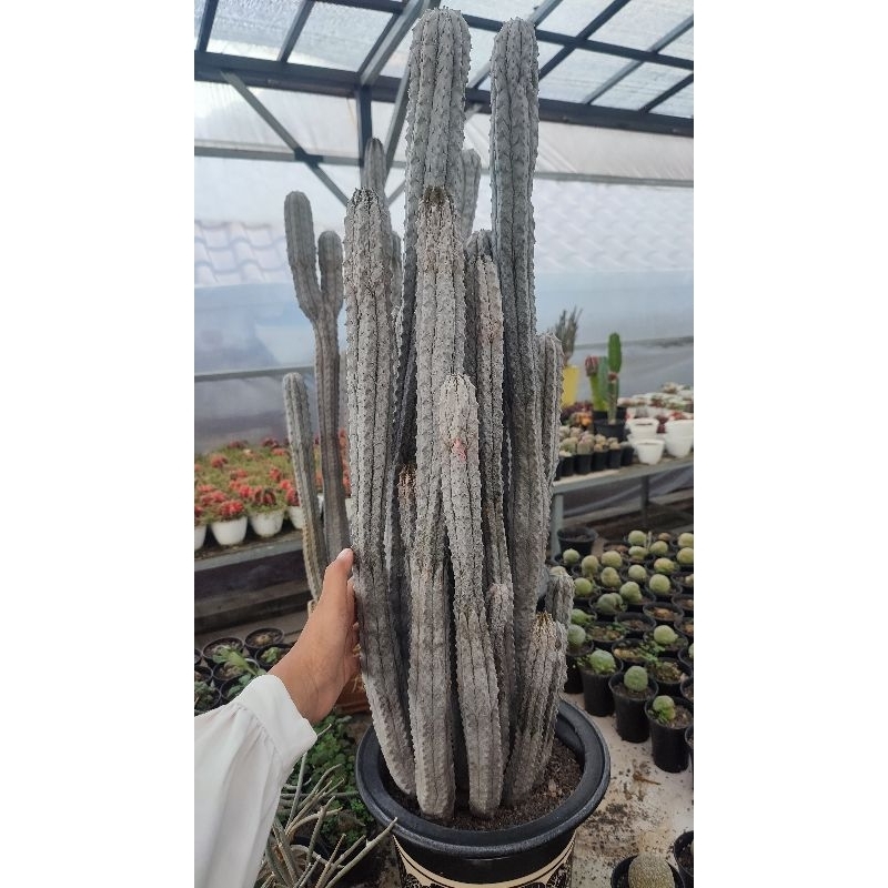Euphorbia Abdelkuri Jumbo Rimbun Indukan