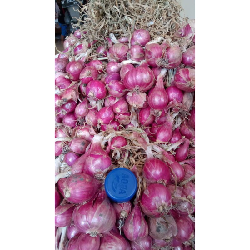 

bawang merah probolinggo