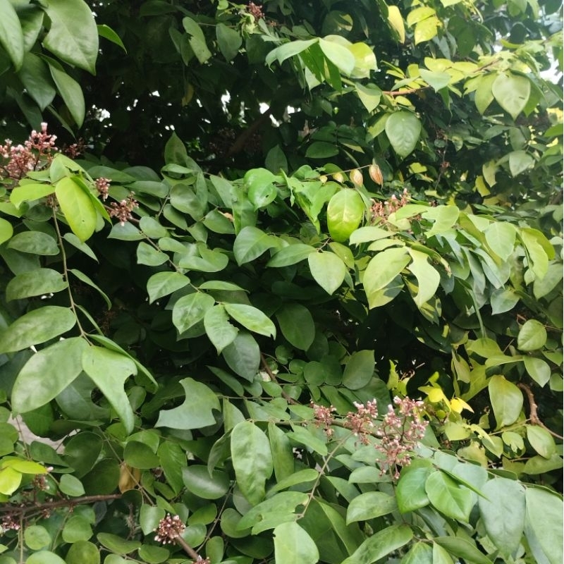 

DAUN BELIMBING SEGAR MANIS 200GRAM