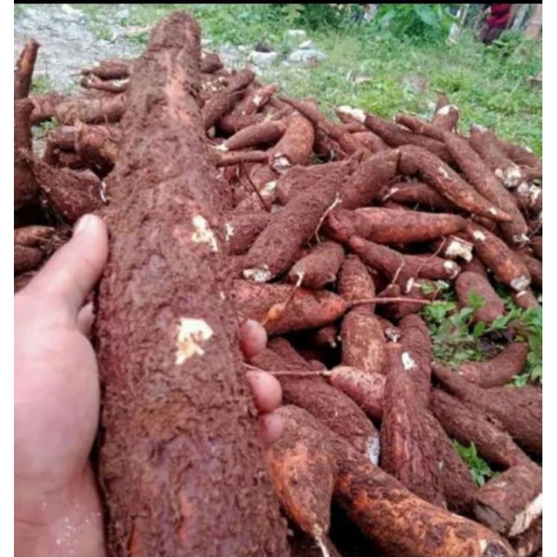 

Singkong berkualitas 500gr