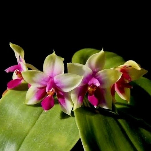 phalaenopsis bellina dewasa