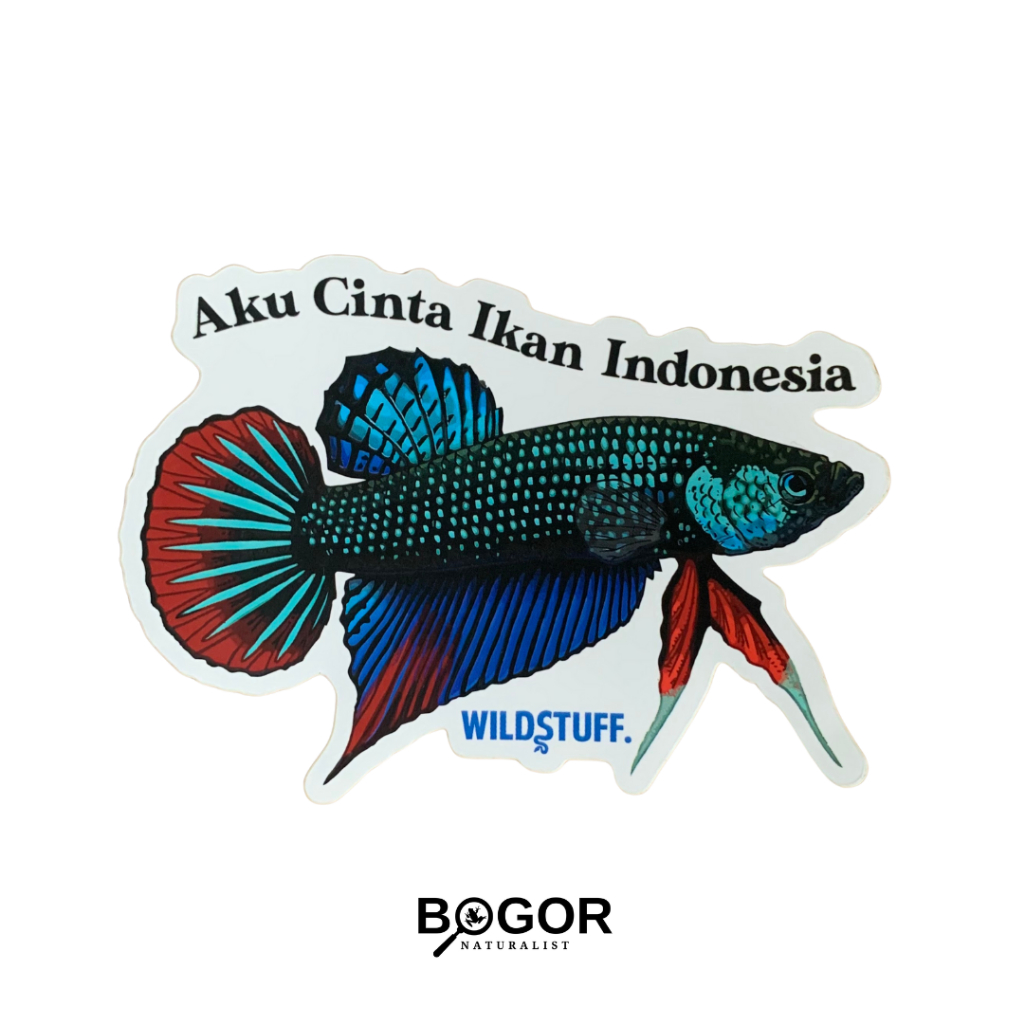 

Sticker Wildstuff Aku Cinta Ikan Indonesia Betta imbellis