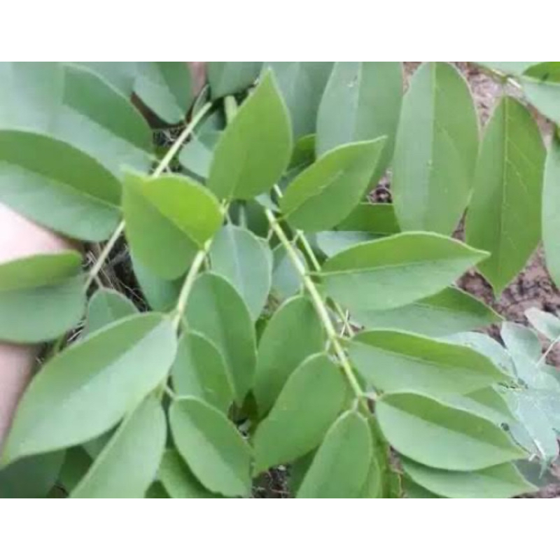 

Daun gamal segar petik langsung 1 kg-az