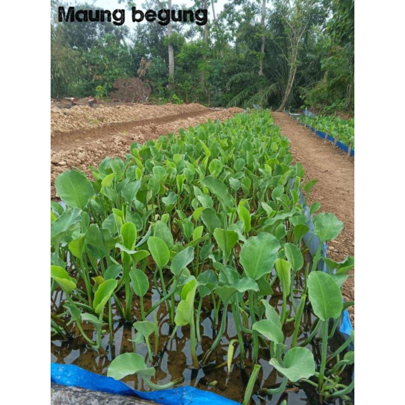 Genjer sayuran segar bibit genjer sawah perpohon