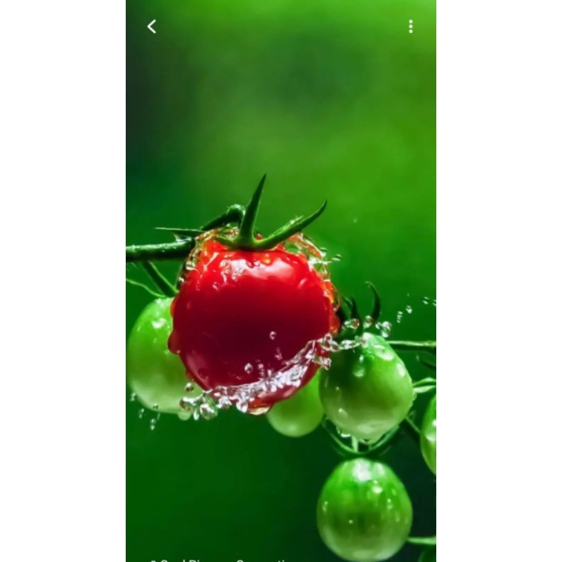 

TOMAT APRICA ASLI 100%