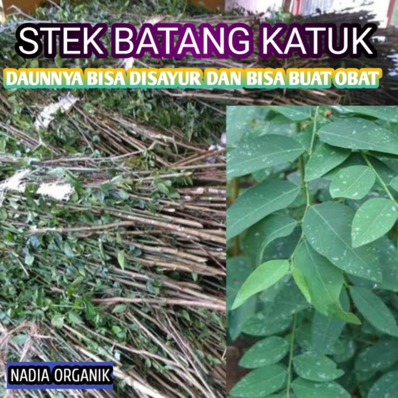 Bibit STEK BATANG KATUK, Bibit daun KATUK