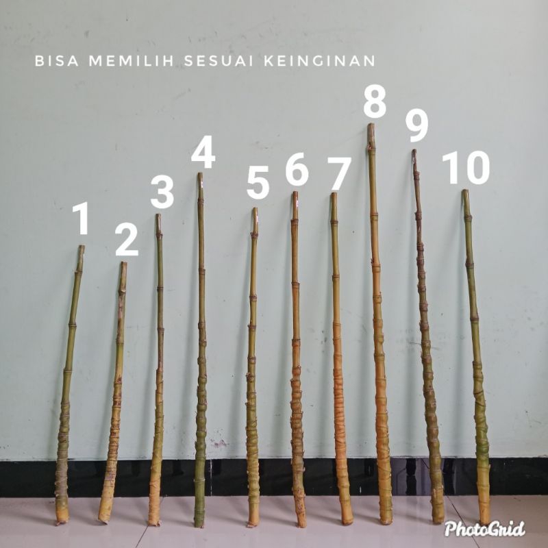 Bambu Cendani Ijoan / Hijau