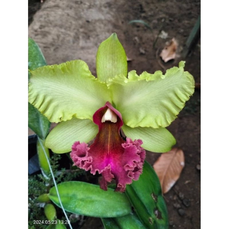 anggrek catleya Madura Gold x Hellen brown koleksi jadul