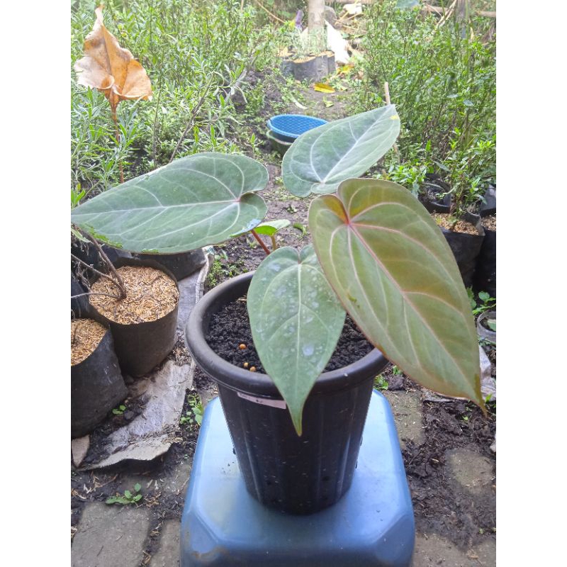 anthurium RVDP x RS (Red Vein Dark Phoenix x Redsteam)