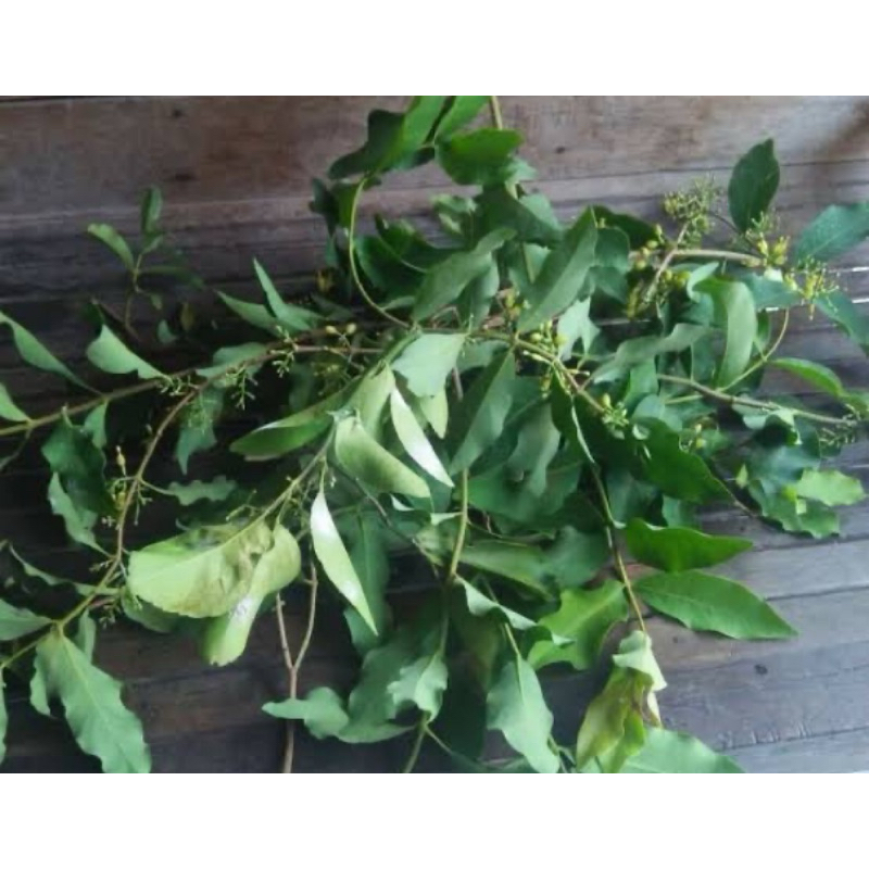 

Benalu jeruk nipis segar 1 kg petik langsung-az