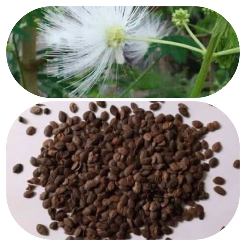 Benih biji kaliandra putih super isi 500 biji lebih-az