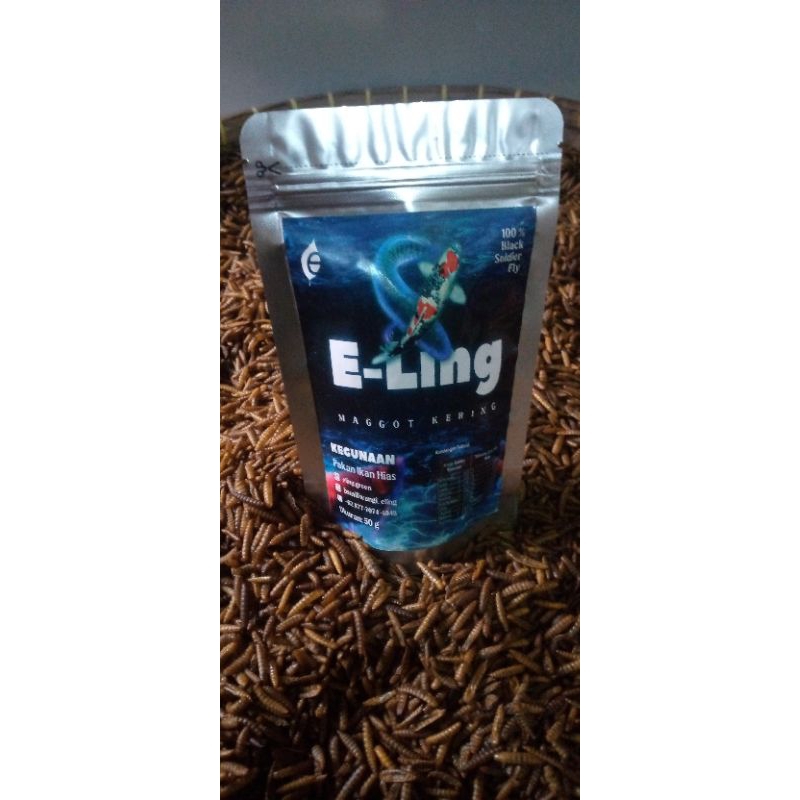 Maggot kering BSF_eling