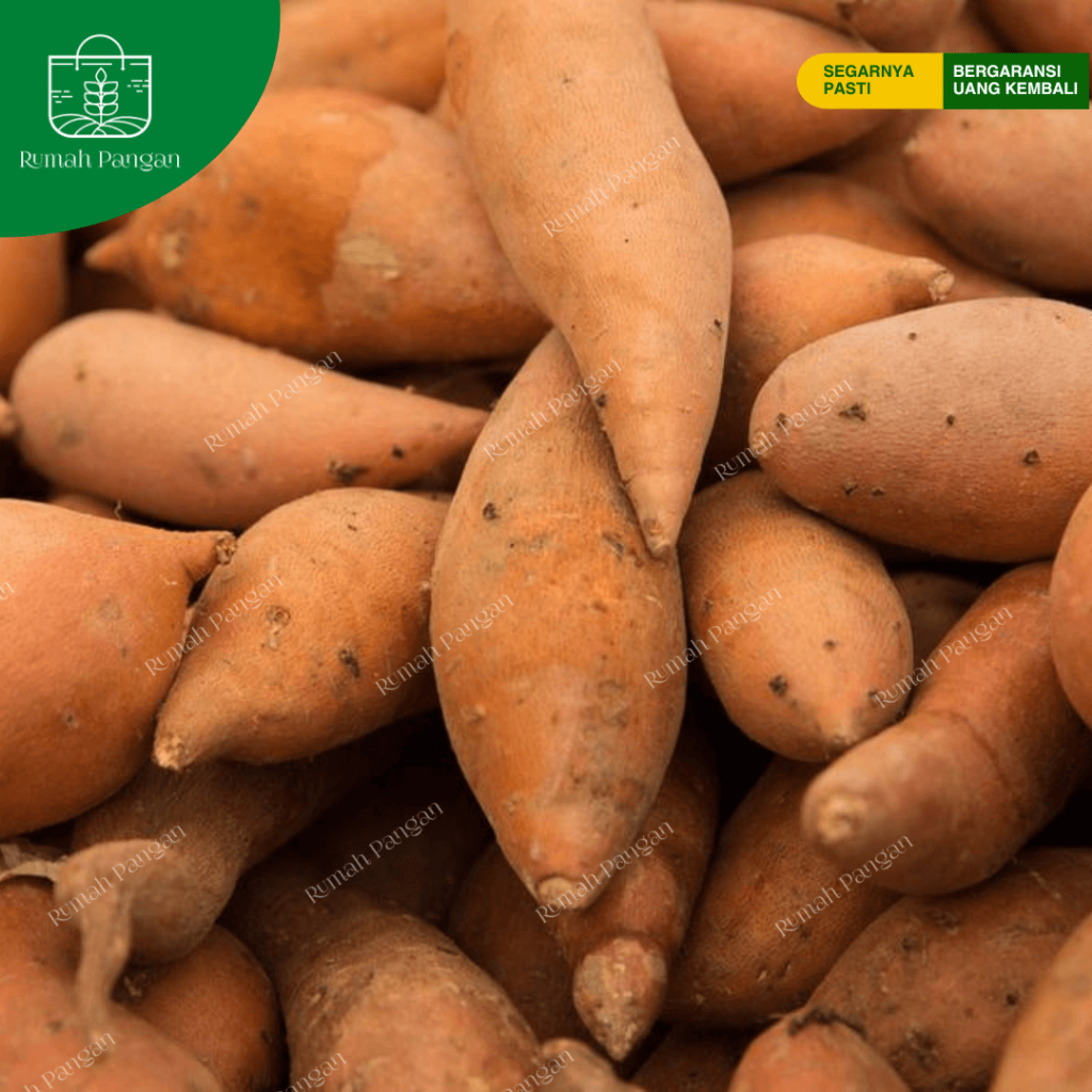 

Ubi Jalar Besar / Ubi Merah