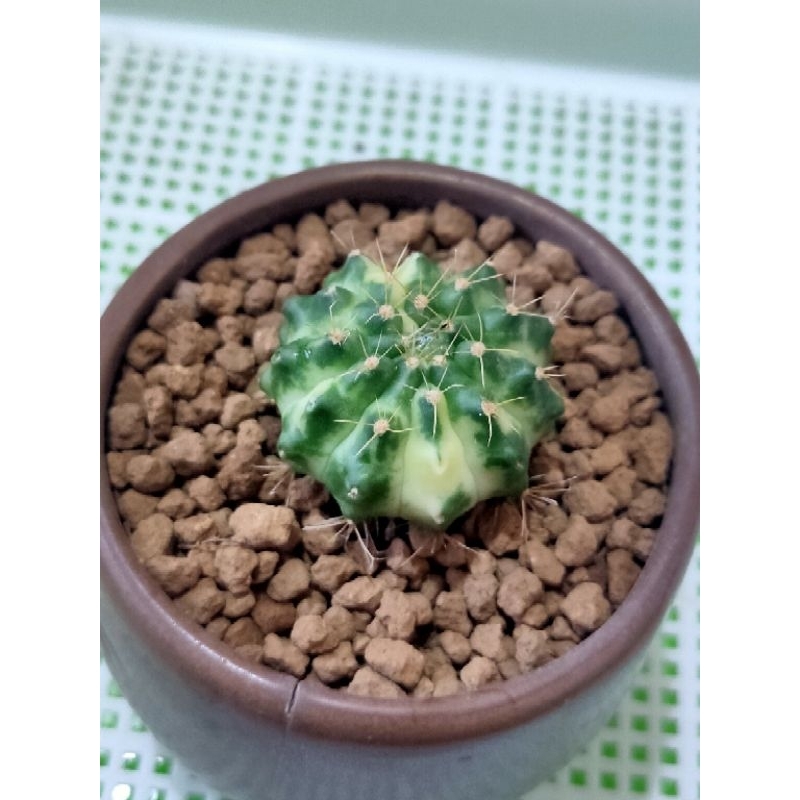 GYMNO MIHANOVICHI MARBLE SELECTED//MIHA HYBRID VARIGATA//KAKTUS//KAKTUS MURAH//KAKTUS IMPORT//KAKTUS