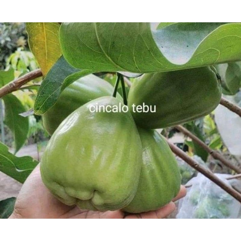 

BIBIT BUAH.BIBITJAMBU.BUBITMANGGA.BIBITDURIAN