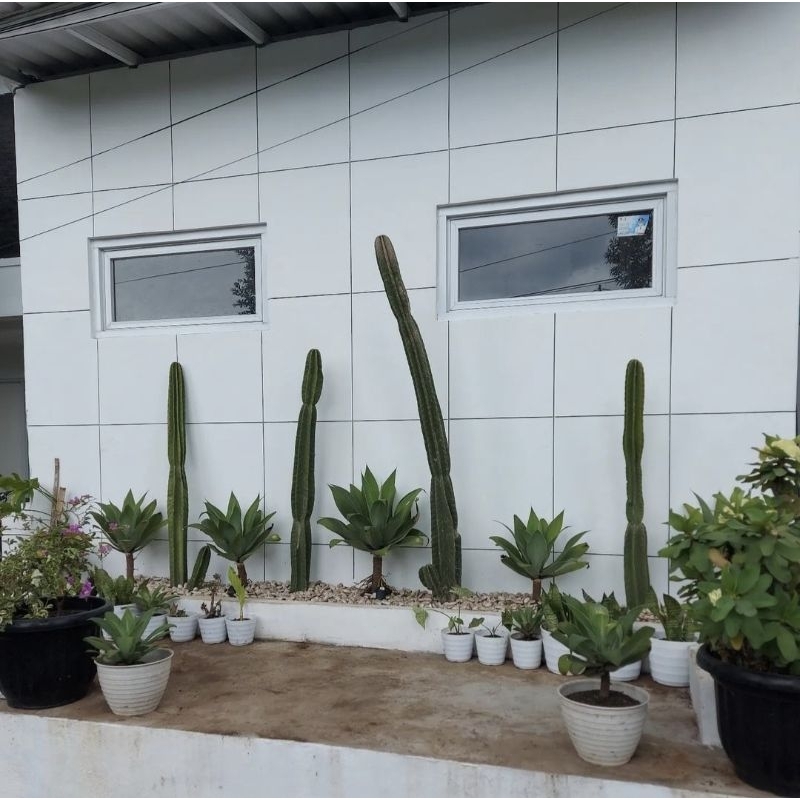 tanaman kaktus koboi cactus cowboy tinggi 2 meter