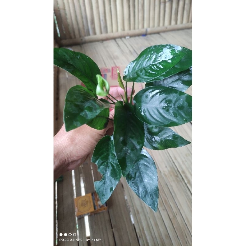 anobias nana barteri size L aquarium