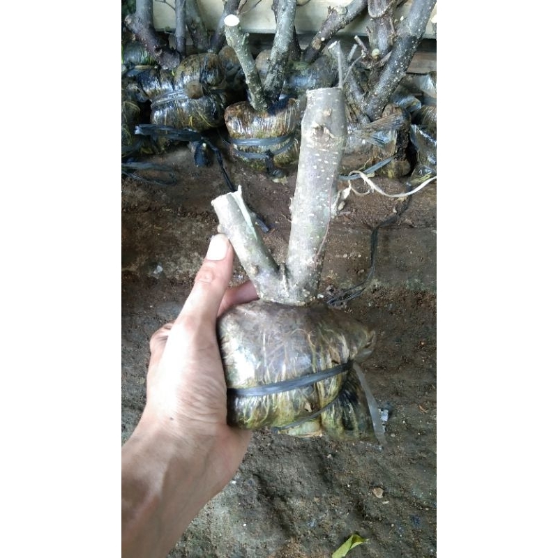 cangkok anting putri twin