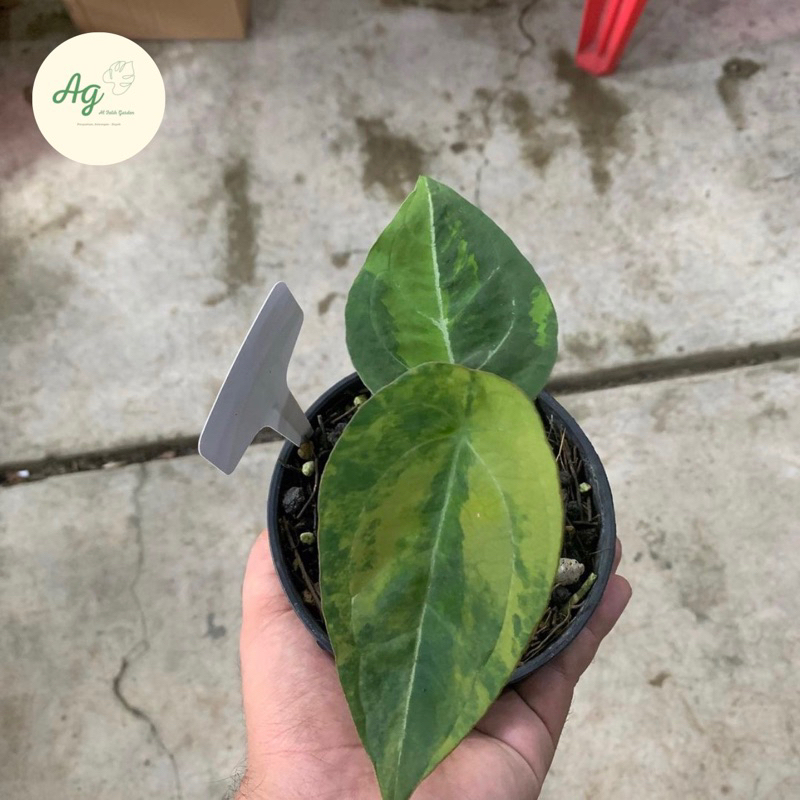 anthurium forgetii varigata