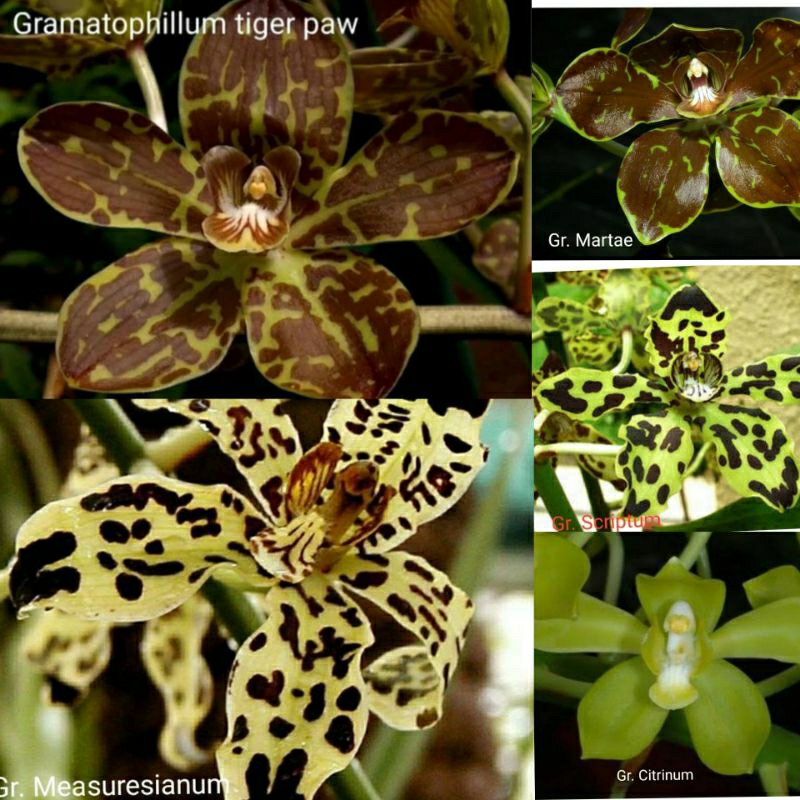 ANGGREK REMAJA GRAMMATOPHYLLUM