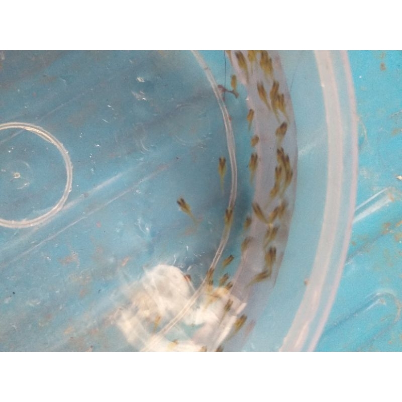 larva gurame soang blasteran paket 300 ekor