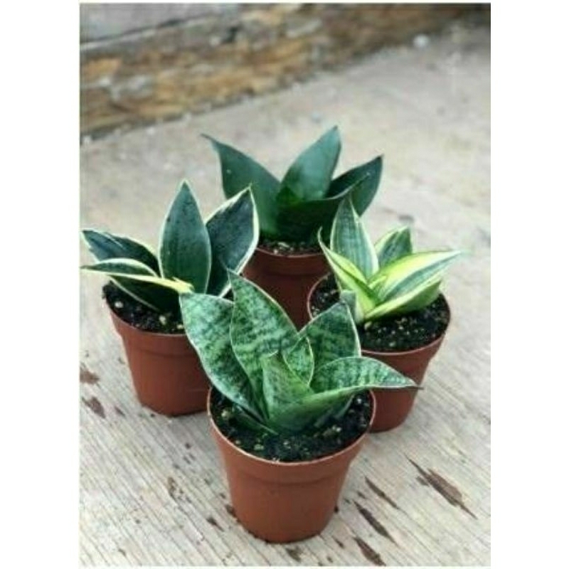 tanaman lidah mertua mini paket 4 jenis
