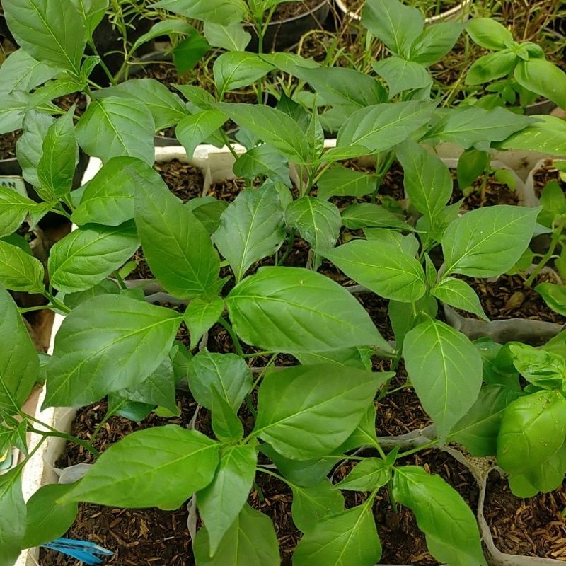 Bibit Tanaman Cabai Cabe Lalap Hijau