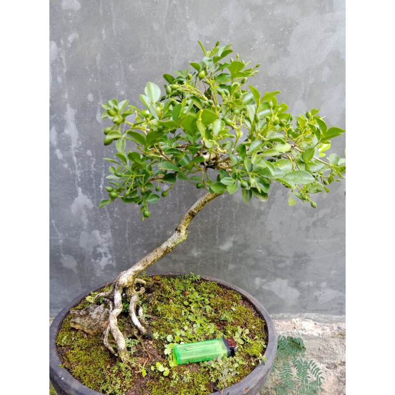 BONSAI MAME KEMUNING BONSAI KEMUNING