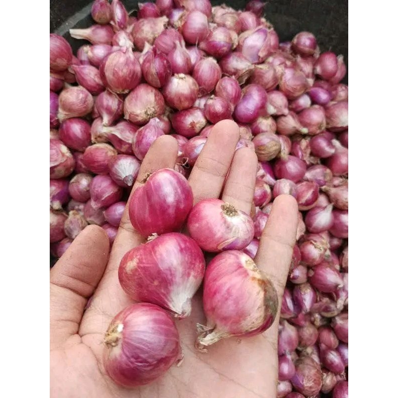 

bawang merah sedeng asli brebes 500g