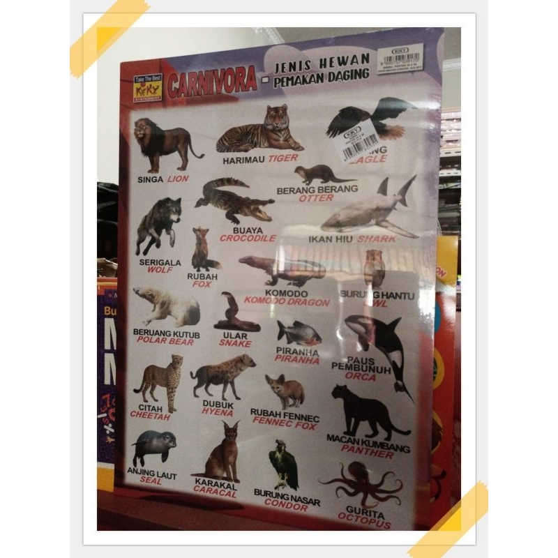 Poster Praktis Jenis Hewan Pemakan Daging