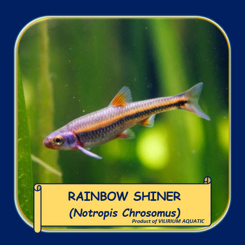 IKAN HIAS AIR TAWAR - RAINBOW BERSINAR / RAINBOW SHINER / NOTORPIS CHROSOMNUS