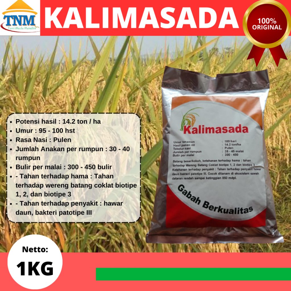 Biji Padi Unggul KALIMASADA 1KG