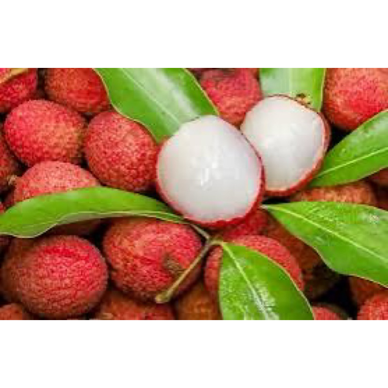 

leci merah cangkok asli