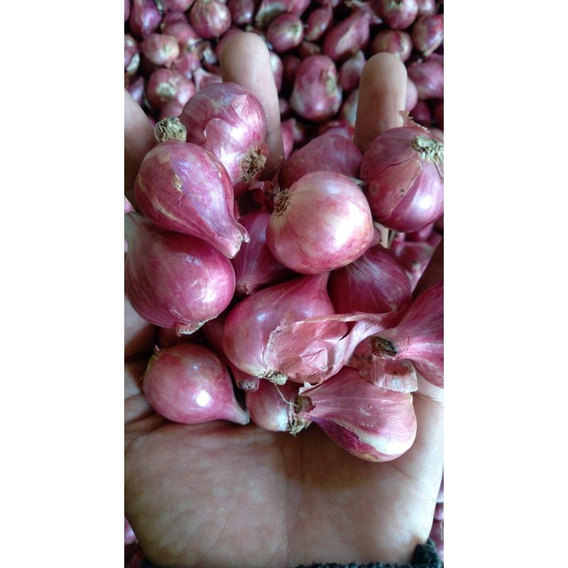 

bawang merah kering