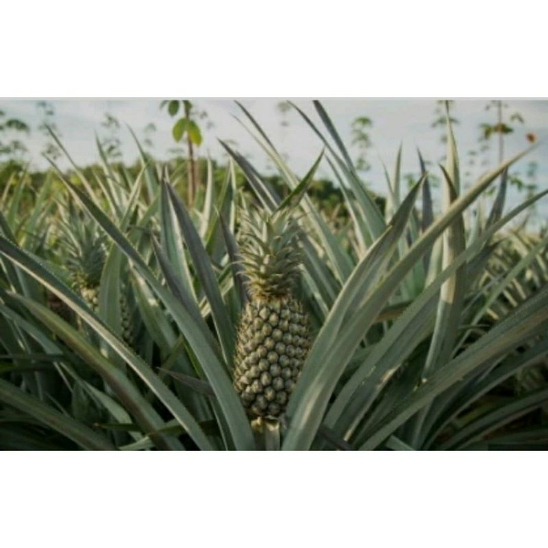 

500 GRAM DAUN NANAS SEGAR/FRESH HERBAL ORGANIK