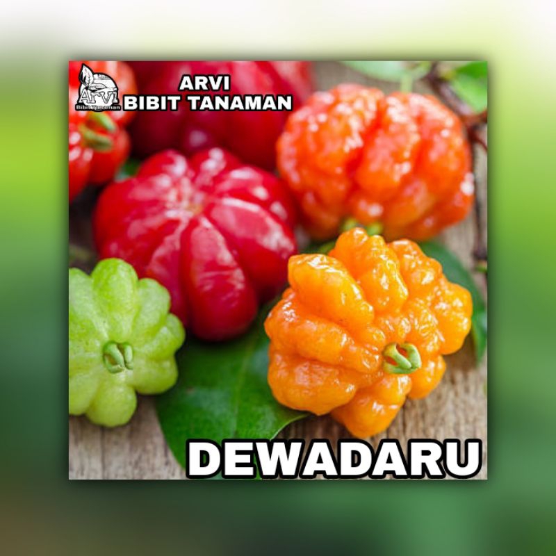 BIBIT TANAMAN DEWADARU CERMAI MERAH  beli 5 gratis 1