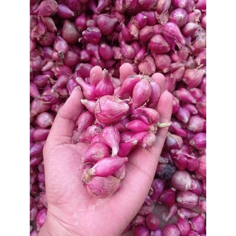 

Bawang Merah Termurah 1Kg