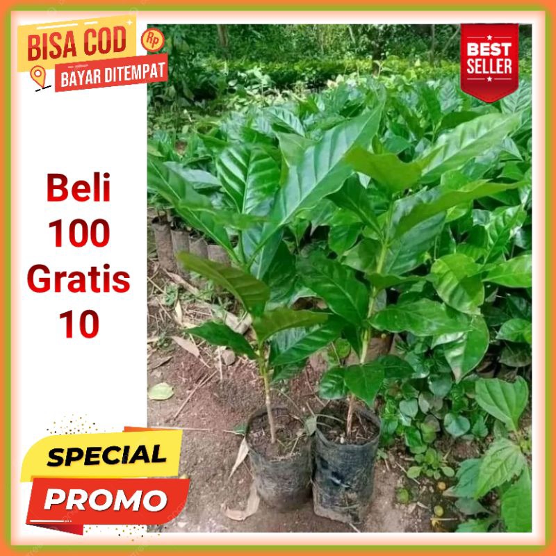 Bibit Kopi Arabika Ateng Unggul Siap Tanam