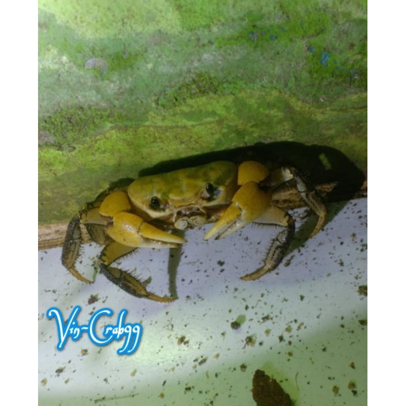 

Kepiting Tawar Langka (Yellow Tuerkarya Celeste Crab