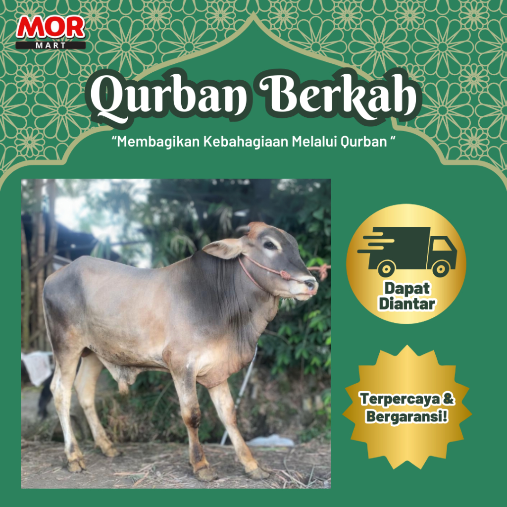 EDISI IDUL ADHA Hewan Kurban Sapi - Qurban Hidup