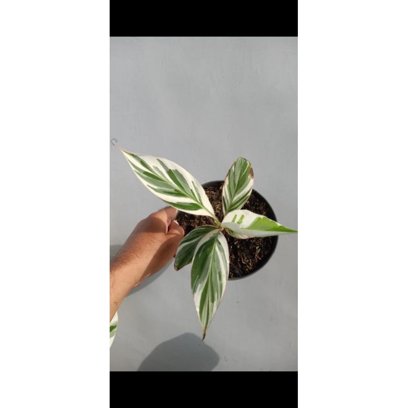 pisang varigata florida