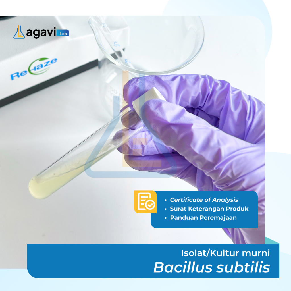 Isolat/Kultur Murni Bakteri Bacillus subtilis