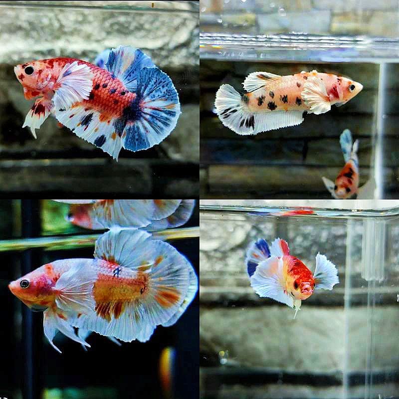 Cupang PKDE MULTY COLOR (Bahanan