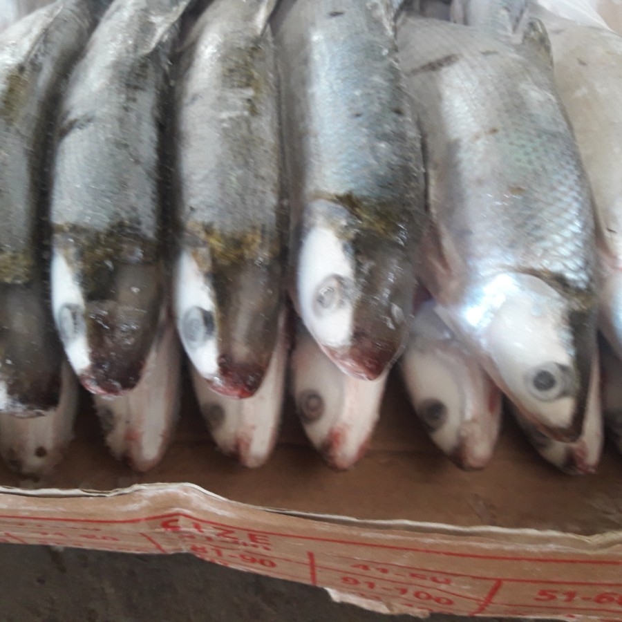 

Ikan Bandeng / Bandeng Beku / BandengTarakan Ukuran 5-10 Ekor/Kg