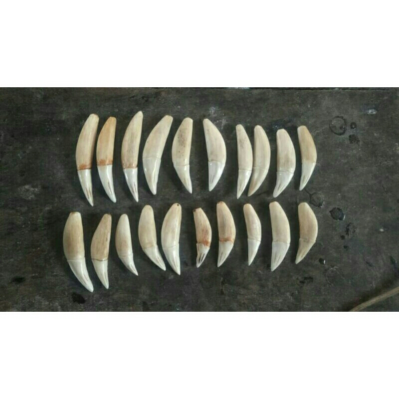 tarcan kw hrga 10pcs